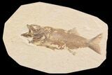 Bargain, Mioplosus Fossil Fish - Uncommon Species #91578-1